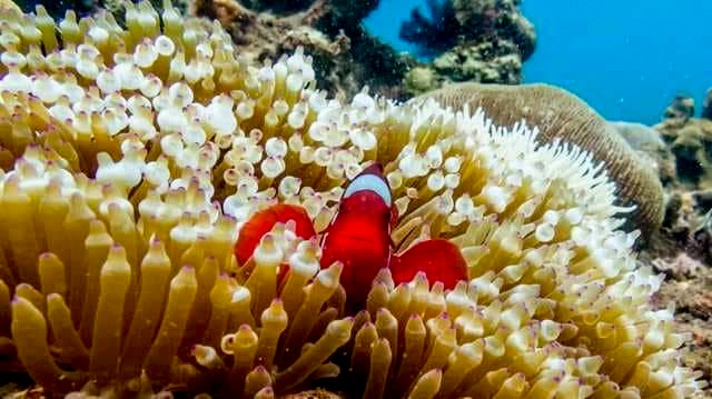 Liburan Petualangan Sulawesi, Tour Pulau Lihaga