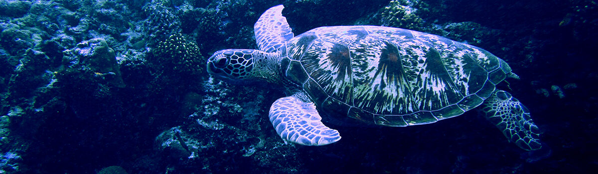 Paket Tour Bunaken