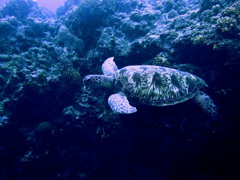 Paket Tour Bunaken