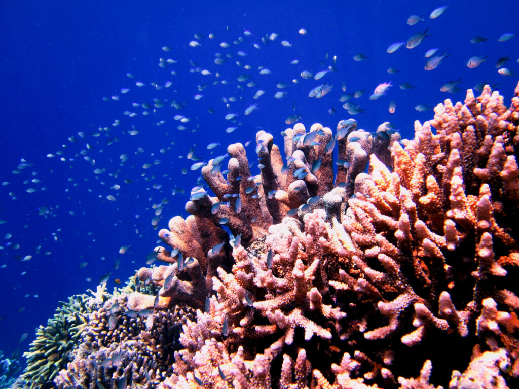 Liburan Pulau Bunaken