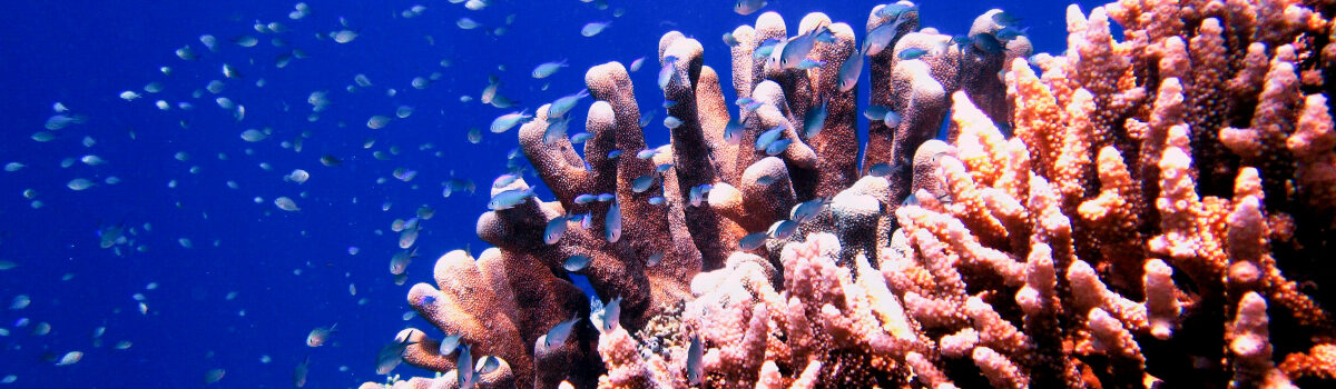 Liburan Pulau Bunaken, Wisata Pesona Manado, Likupang Island Hopping, Paket Wisata Bunaken,