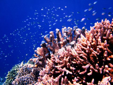 Liburan Pulau Bunaken, Wisata Pesona Manado, Likupang Island Hopping, Paket Wisata Bunaken,