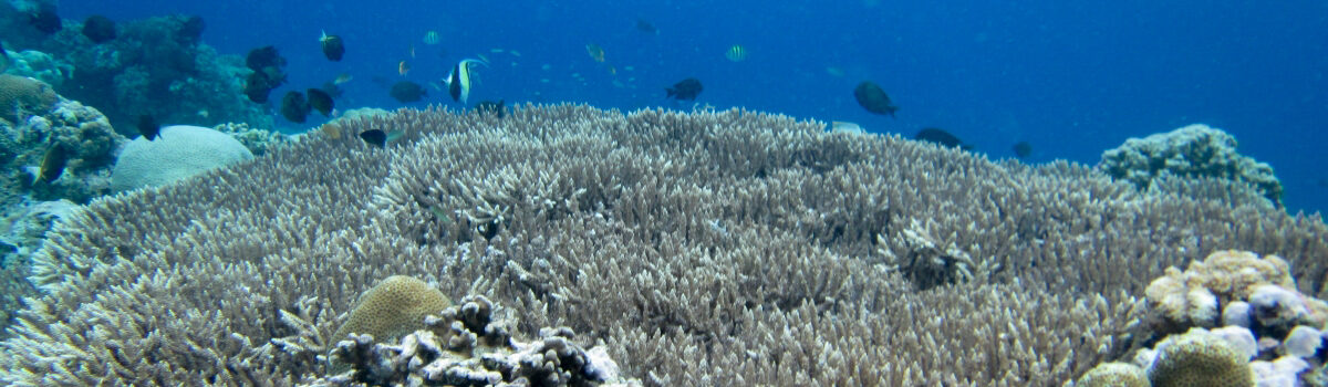 Liburan Pulau Bunaken, Liburan Pesona Manado, Tour Lanskap Manado, Snorkeling Tour Bunaken Siladen, Paket Wisata Bunaken,