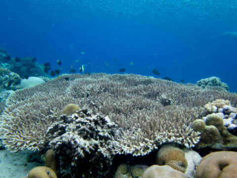 Liburan Pulau Bunaken, Liburan Pesona Manado, Tour Lanskap Manado, Snorkeling Tour Bunaken Siladen, Paket Wisata Bunaken,