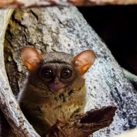 Liburan Petualangan Sulawesi, Keliling Sulawesi Utara