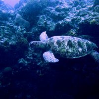 Penyu Hijau Sedang Berenang Paket Tour Bunaken