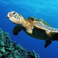 Tour Lumba-Lumba, Snorkeling Tour Pulau Siladen