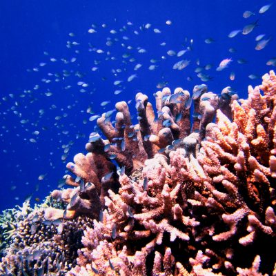 Liburan Pulau Bunaken, Wisata Pesona Manado, Likupang Island Hopping, Paket Wisata Bunaken,