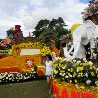 Tomohon International Flower Festival, Paket TIFF dan Manado