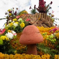 Tomohon International Flower Festival, Tour Festival Bunga, Paket TIFF dan Manado