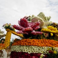 Tomohon International Flower Festival, Tour Festival Bunga, Paket TIFF dan Manado