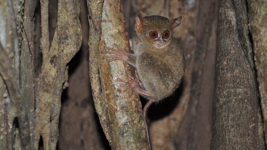 Eco Tours Sulawesi, Sulawesi Family Adventure, Sulawesi's Northern Realm