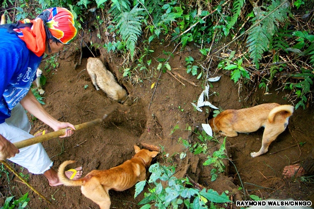Hunting Rats