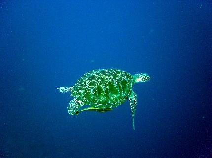Manado Aquatique, Snorkeling Tour Bunaken