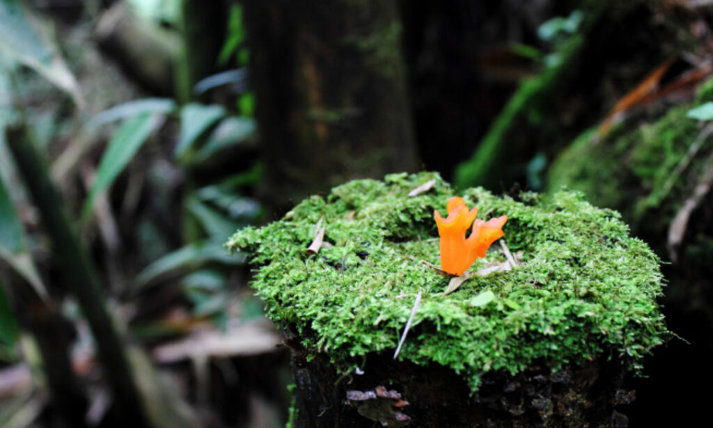 Hidden Sulawesi Campouts, Sulawesi's Northern Realm