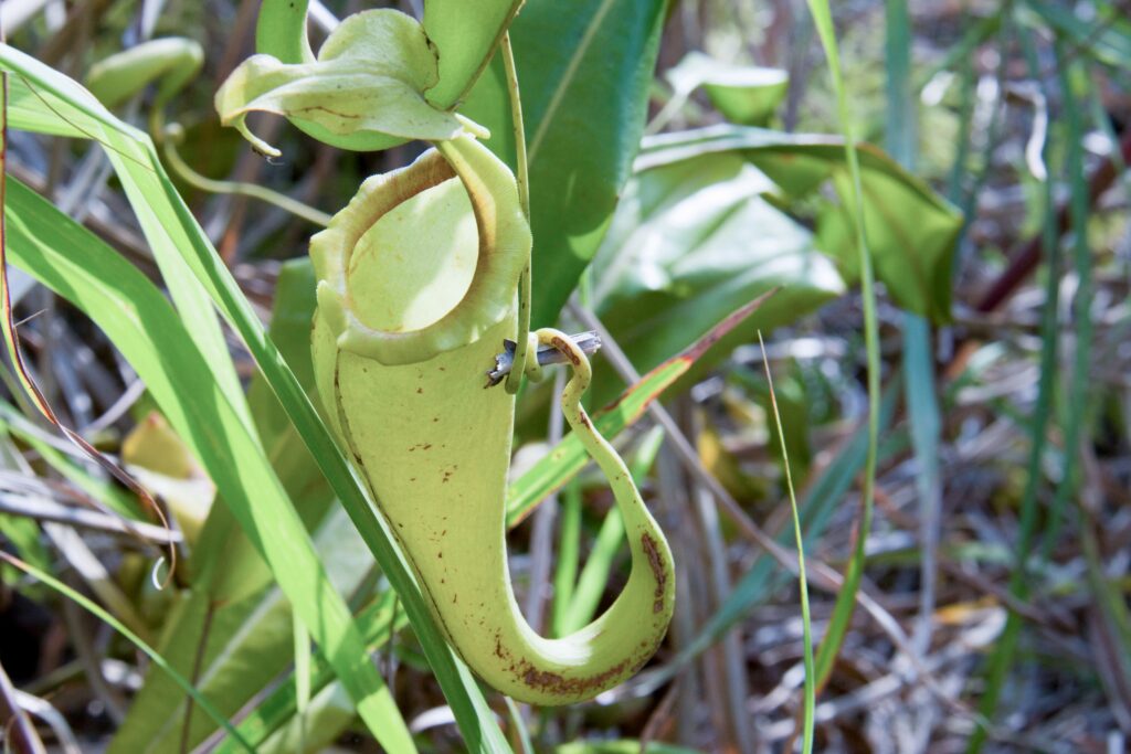 Hidden Sulawesi Campouts