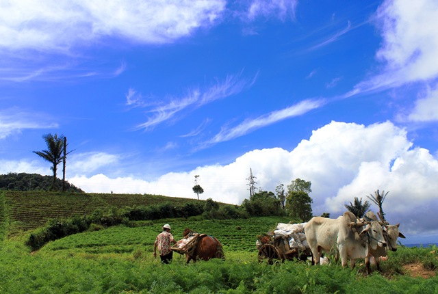 Tour In North Sulawesi, Enchanting Tomohon, Tomohon City Excursion, Minahasa Highland Excursion, Northern Sulawesi Eco-Adventures Tour
