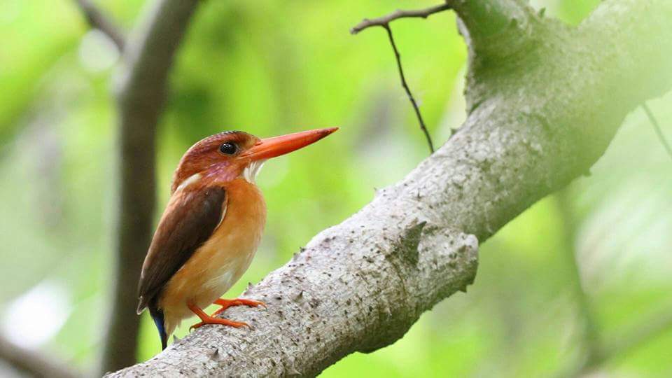 Tangkoko Nature Reserve, Photography Minahasa, Sulawesi's Northern Realm