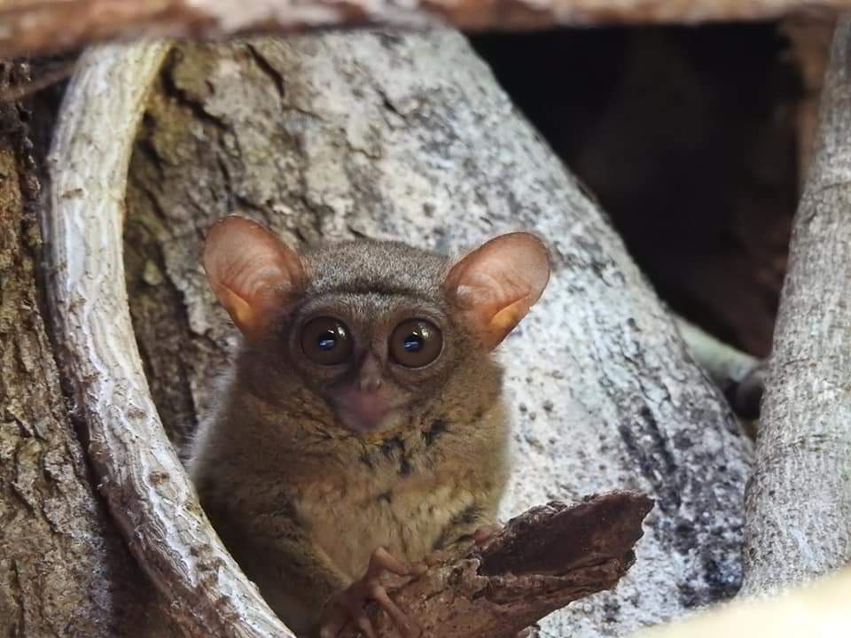 Tarsius, Tangkoko Nature Reserve, Minahasa Peninsula Tour, Flanation Tours