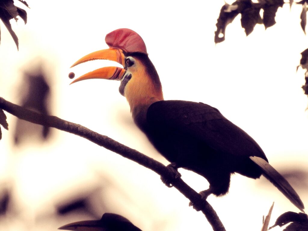 Tangkoko Nature Reserve, Dumoga Bone