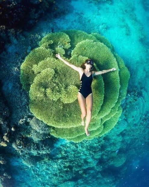 Bunaken National Park, Minahasa Land Vacation, sea world, Enchanting Likupang, North Sulawesi Coral-Ventures