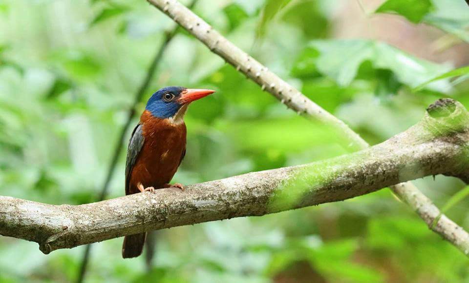 Tangkoko Nature Reserve, Exploring Parks, Birding Tour, North Sulawesi Birding