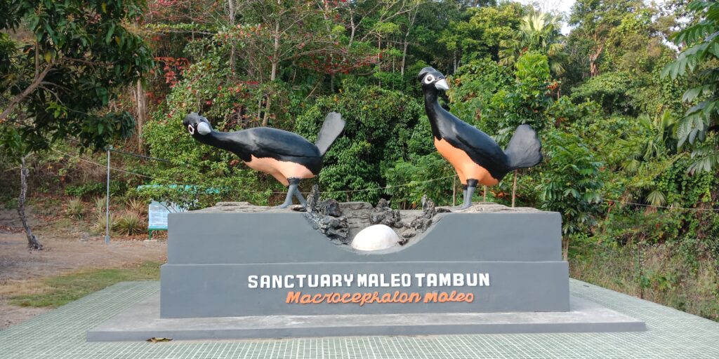 North Sulawesi Birding