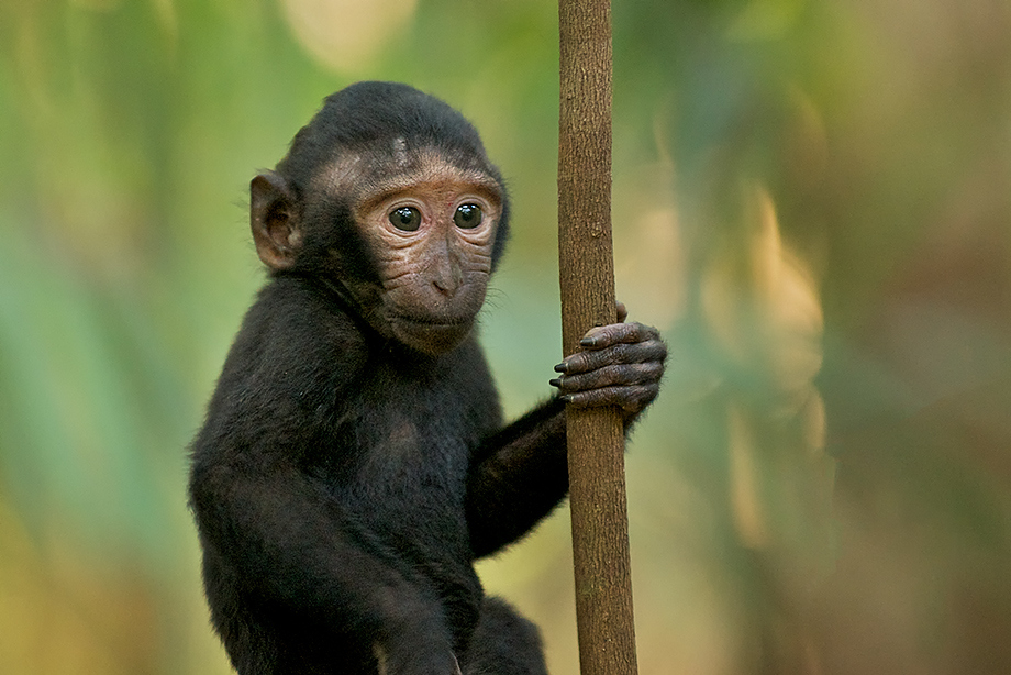 Baby Black Macaque, Dumoga Forest