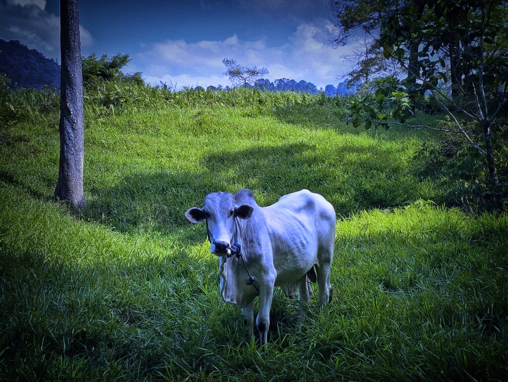 Graceful Minahasa Land