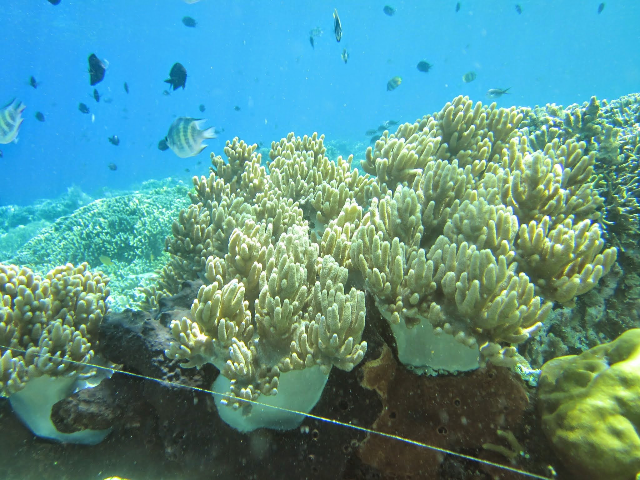 Manado Aquatique