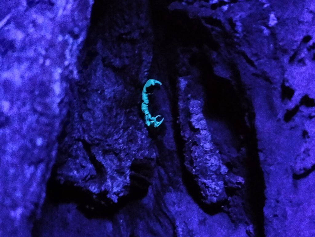 North Sulawesi's Emerald Trails, Biodiversity Trails of North Sulawesi