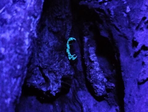 North Sulawesi's Emerald Trails, Biodiversity Trails of North Sulawesi