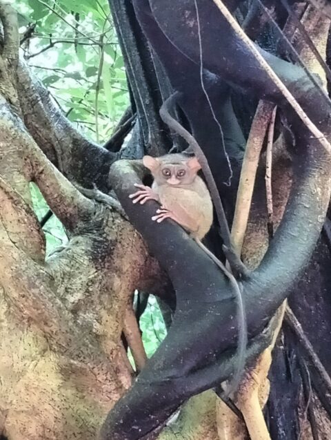 Tangkoko Reserve Excursion, Exploring North Sulawesi Sanctuary