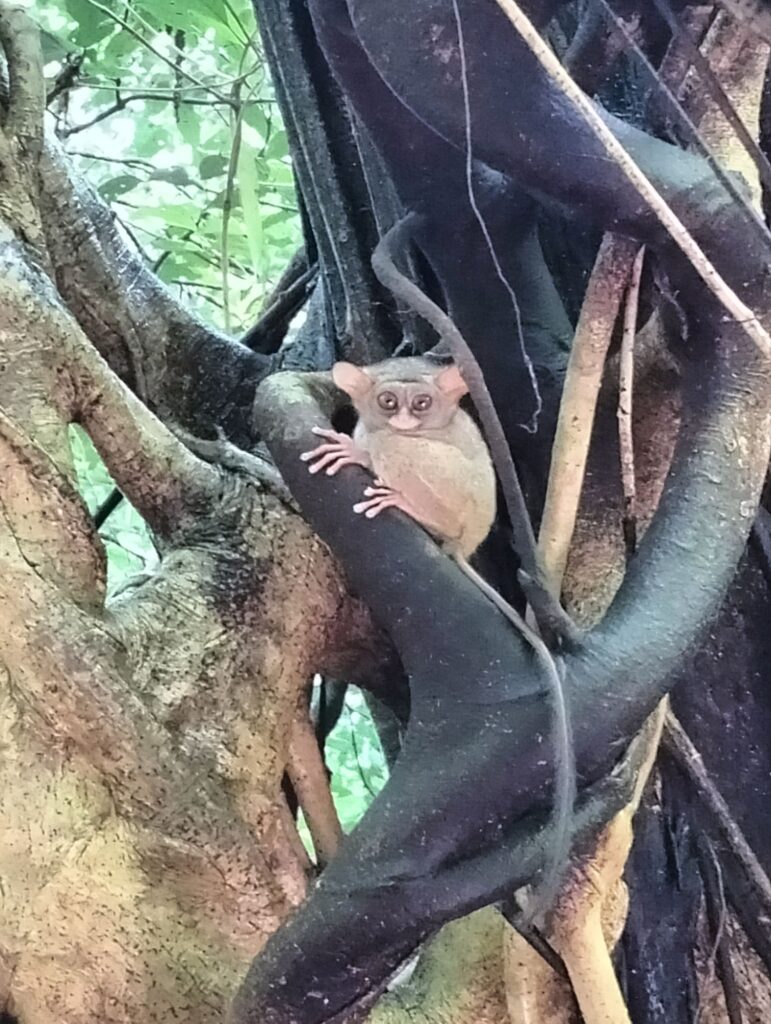 Tangkoko Reserve Excursion