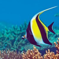Snorkeling Tour Bunaken, Flanation Tours, Sulawesi Coastal