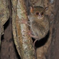 Eco Tours Sulawesi, Sulawesi Family Adventure, Sulawesi's Northern Realm