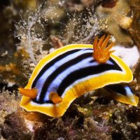 Nudibranch in Bunaken National Park, sea world, Enchanting Likupang