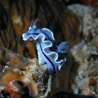 Bunaken National Park, Enchanting Likupang