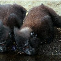 Tangkoko Nature Reserve, Flanation Tours, Sulawesi's Northern Realm, Sulawesi Family Adventure, Shore Excursions