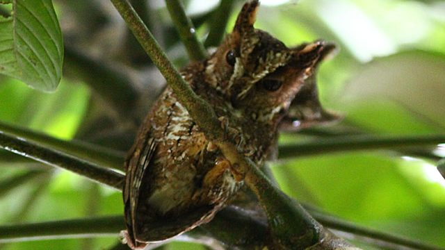 Bird Watching, Dumoga Forest, Birding Photography Minahasa