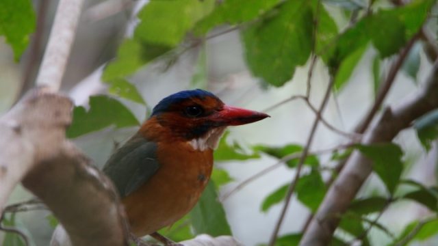 Tomohon Nature, Birdwatching Tangkoko, Dumoga Bone, Flanation Tours, Photography Minahasa