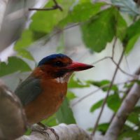 Tomohon Nature, Birdwatching Tangkoko, Dumoga Bone, Flanation Tours, Photography Minahasa
