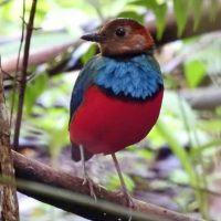 BirdWatching Tangkoko, Sulawesi Family Adventure, Flanation Tours