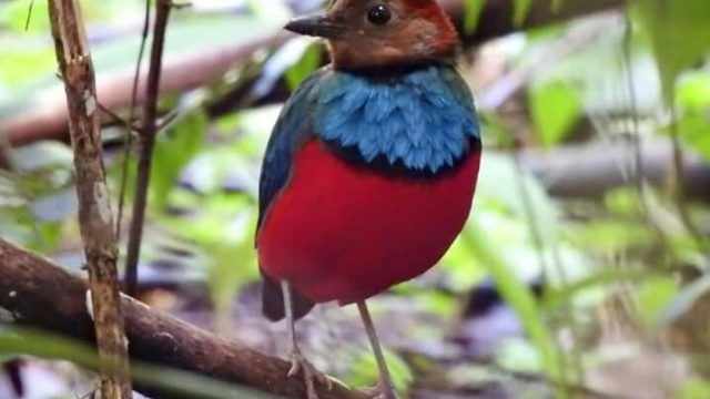BirdWatching Tangkoko, Sulawesi Family Adventure, Flanation Tours