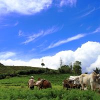 Tour In North Sulawesi, Enchanting Tomohon, Tomohon City Excursion, Minahasa Highland Excursion, Northern Sulawesi Eco-Adventures Tour
