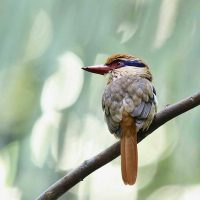 Lilac Cheeked Kingfisher, Dumoga Forest, Birding Tour, Tangkoko Reserve Excursion, Minahasa Highland Excursion