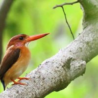 Tangkoko Nature Reserve, Photography Minahasa, Sulawesi's Northern Realm