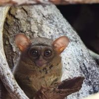 Sulawesi Family Adventure, Sulawesi's Northern Realm