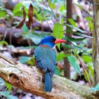 Tangkoko Nature Reserve, Tour in North Sulawesi, Sulawesi Family Adventure, Bird Photography Tangkoko, Photography Minahasa, North Sulawesi Birding