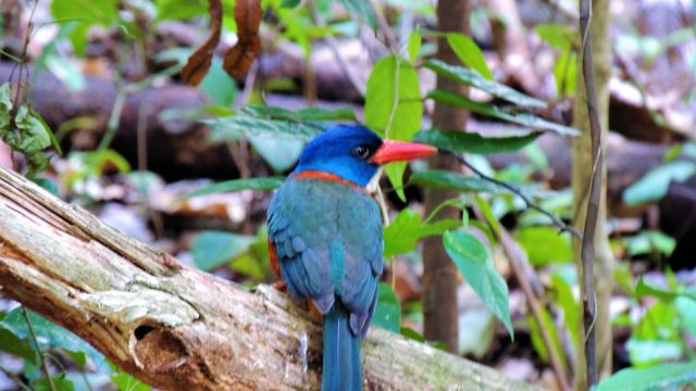 Tangkoko Nature Reserve, Tour in North Sulawesi, Sulawesi Family Adventure, Bird Photography Tangkoko, Photography Minahasa, North Sulawesi Birding